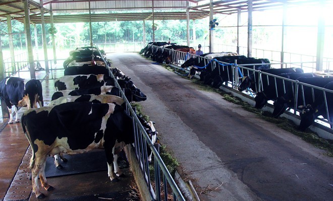 Năm 2014, vì sao đại gia Việt đua nhau nuôi bò, làm sữa?