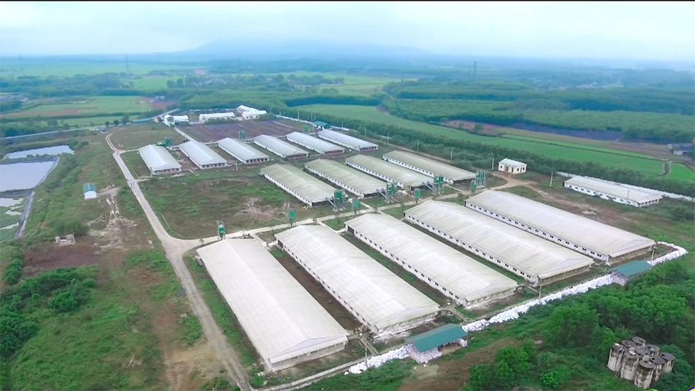 Quảng Trị phê duyệt xây dựng trang trại chăn nuôi heo công nghệ cao
