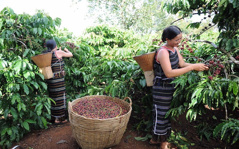 Nhà thu mua cà phê số 1 muốn “biến” Việt Nam thành trung tâm đồ uống toàn cầu