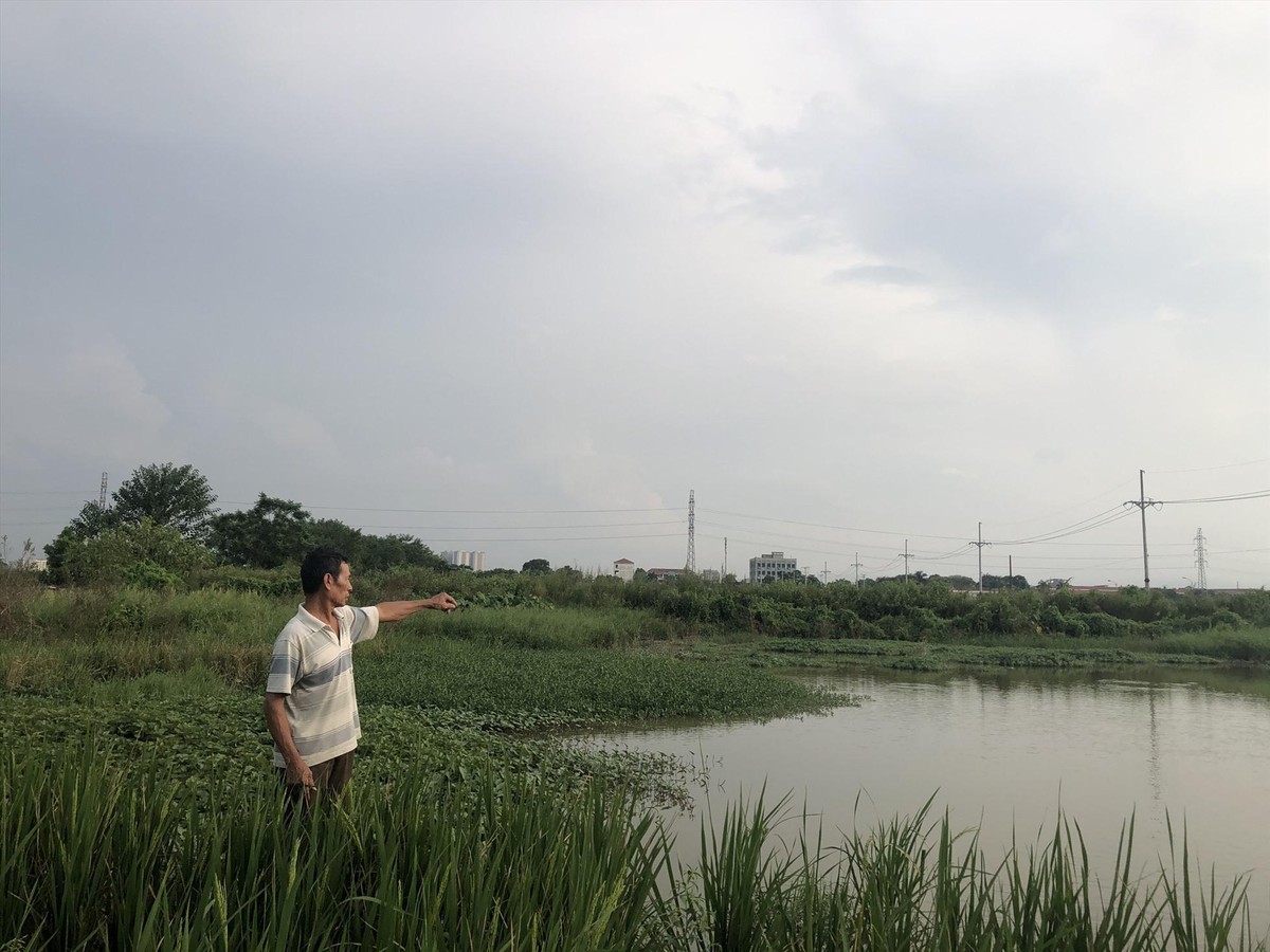 Nhiều diện tích đất nông nghiệp tại xã Tân Lập, huyện Đan Phượng, Hà Nội, bị bỏ hoang. Ảnh: Hữu Chánh