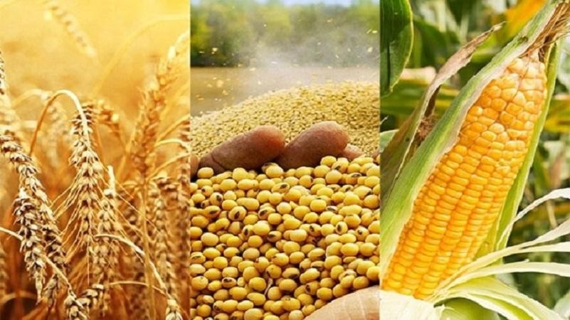 Việt Nam ngày càng phụ thuộc vào nguồn đậu tương nhập khẩu