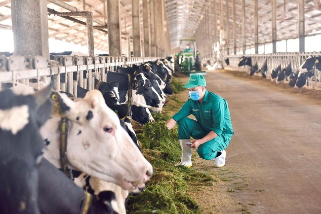 Mô hình phát triển bền vững “Vinamilk Green Farm” được chia sẻ tại Hội nghị sữa toàn cầu ảnh 5