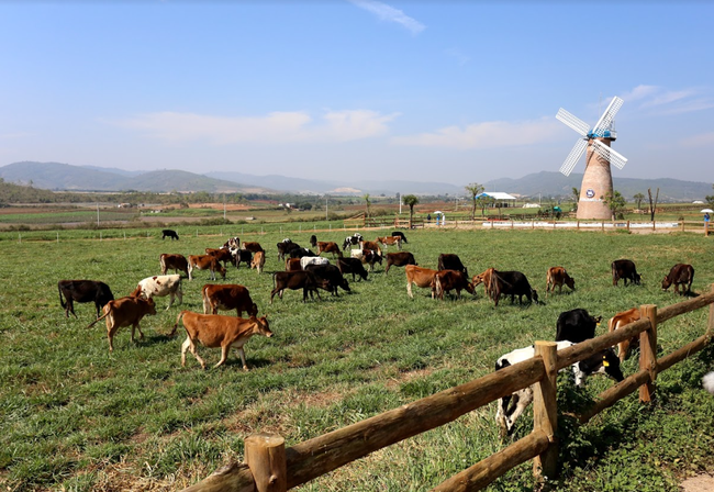 Cụm trang trại bò sữa Vinamilk Đà Lạt được vinh danh tại Giải thưởng Môi trường Việt Nam ảnh 1